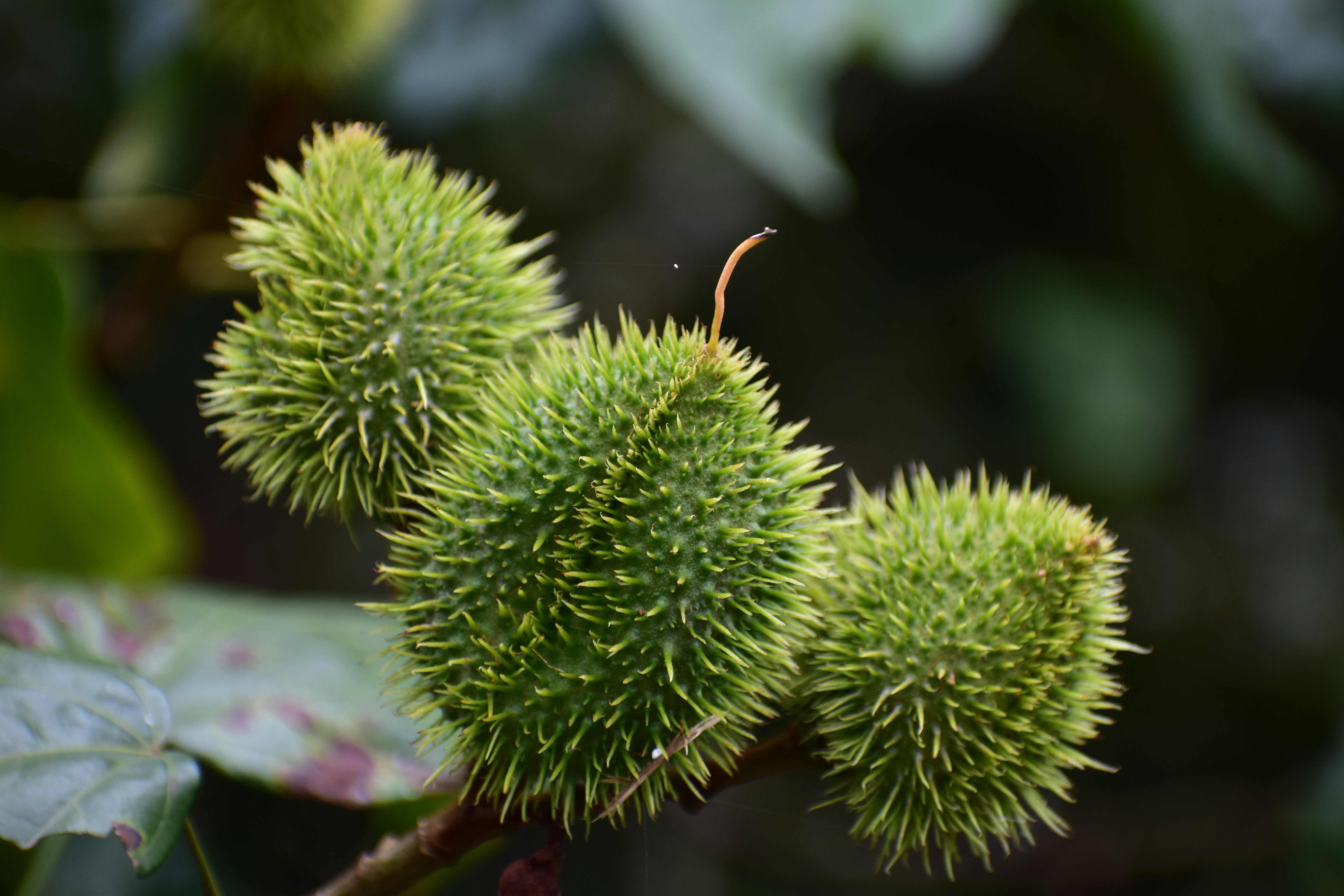 green plant in macro lens